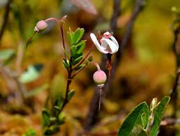 Attēlu rezultāti vaicājumam “Oxycoccus bud”