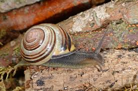 Attēlu rezultāti vaicājumam “Cepaea nemoralis”