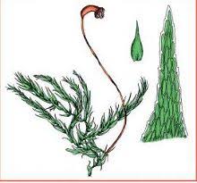 Attēlu rezultāti vaicājumam “Homomallium incurvatum”