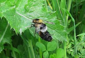 Attēlu rezultāti vaicājumam “Volucella bombylans”