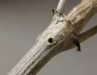 Attēlu rezultāti vaicājumam “Adaina microdactyla”