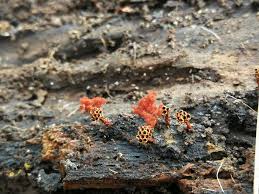 Attēlu rezultāti vaicājumam “Metatrichia vesparia”