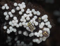 Attēlu rezultāti vaicājumam “Diachea muscorum macro”