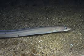 Image result for Conger conger