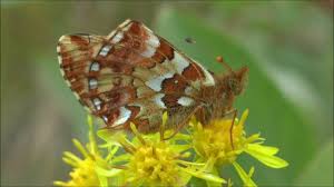 Attēlu rezultāti vaicājumam “Boloria aquilonaris upperside”