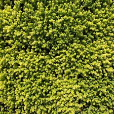 Attēlu rezultāti vaicājumam “Sedum acre bud”