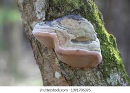 Attēlu rezultāti vaicājumam “Phellinus alni”