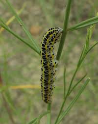 Attēlu rezultāti vaicājumam “Calophasia lunula”