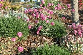 Attēlu rezultāti vaicājumam “Armeria vulgaris”