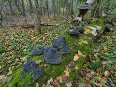 Attēlu rezultāti vaicājumam “Junghuhnia pseudozilingiana”