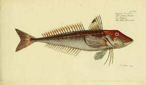Image result for Chelidonichthys cuculus