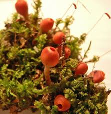 Attēlu rezultāti vaicājumam “Octospora splachnophila”