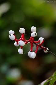 Image result for Christophskraut