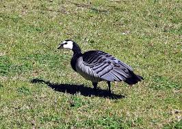 Attēlu rezultāti vaicājumam “Branta leucopsis adult”