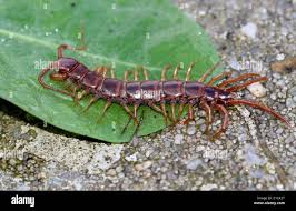 Attēlu rezultāti vaicājumam “Lithobius forficatus”