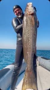 Image result for Argyrosomus regius