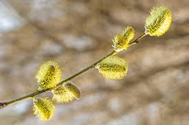 Attēlu rezultāti vaicājumam “Salix aurita flower”