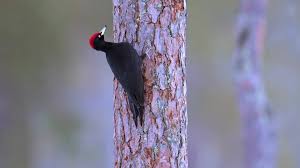 Attēlu rezultāti vaicājumam “Dryocopus martius”