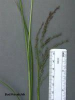 Attēlu rezultāti vaicājumam “Glyceria striata”