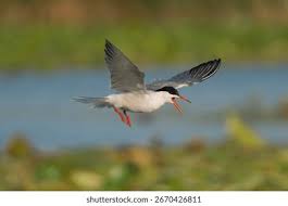 Image result for Chlidonias hybrida