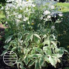 Attēlu rezultāti vaicājumam “Astrantia major leaf”