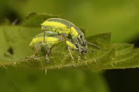 Attēlu rezultāti vaicājumam “Chlorophanus viridis”