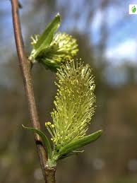 Attēlu rezultāti vaicājumam “Salix myrsinifolia male flower”
