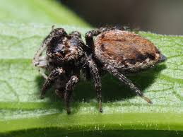 Attēlu rezultāti vaicājumam “Evarcha falcata female”