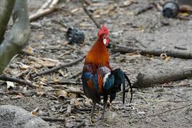 Attēlu rezultāti vaicājumam “Gallus male”