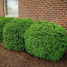 Attēlu rezultāti vaicājumam “Buxus sempervirens”
