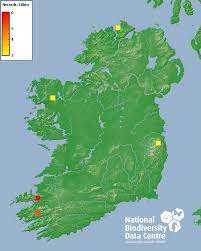 Attēlu rezultāti vaicājumam “Moerckia hibernica”