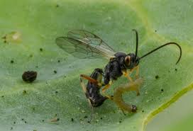 Attēlu rezultāti vaicājumam “Diderma radiatum sessile”