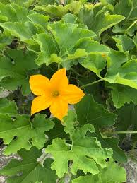 Attēlu rezultāti vaicājumam “Cucurbita pepo”