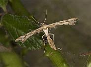 Attēlu rezultāti vaicājumam “Platyptilia gonodactyla”