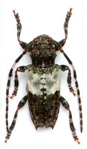 Attēlu rezultāti vaicājumam “Pogonocherus hispidulus”