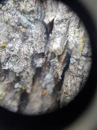 Attēlu rezultāti vaicājumam “Sclerophora coniophaea”