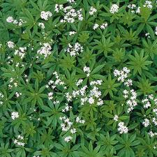 Attēlu rezultāti vaicājumam “Galium odoratum leaf”