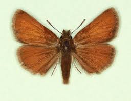 Attēlu rezultāti vaicājumam “Thymelicus lineola male”