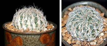Image result for Haworthia