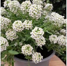 Attēlu rezultāti vaicājumam “Lobularia maritima”