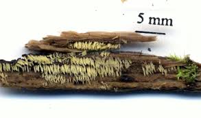 Attēlu rezultāti vaicājumam “Mucronella calva”