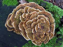 Attēlu rezultāti vaicājumam “Trametes versicolor”