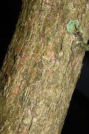 Attēlu rezultāti vaicājumam “Lycogala botrydium”