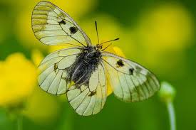 Attēlu rezultāti vaicājumam “Parnassius mnemosyne underside”