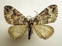 Attēlu rezultāti vaicājumam “Lampropteryx suffumata”