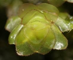 Attēlu rezultāti vaicājumam “Scapania nemorea”