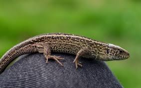Attēlu rezultāti vaicājumam “Lacerta agilis female”