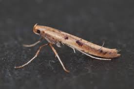 Attēlu rezultāti vaicājumam “Ortholepis betulae”