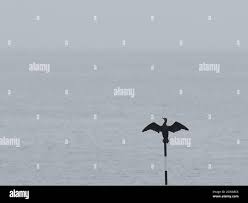 Image result for Sheerness abc