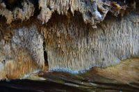 Attēlu rezultāti vaicājumam “Dentipellis fragilis”